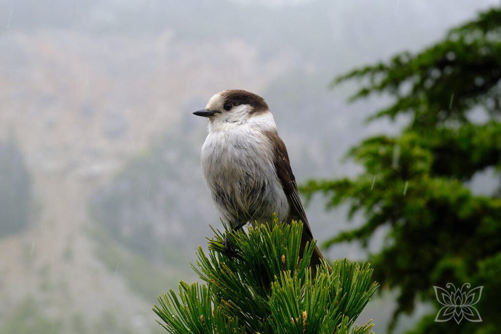 Neugieriger Vogel sitzt auf einer Tanne bei Schneefall