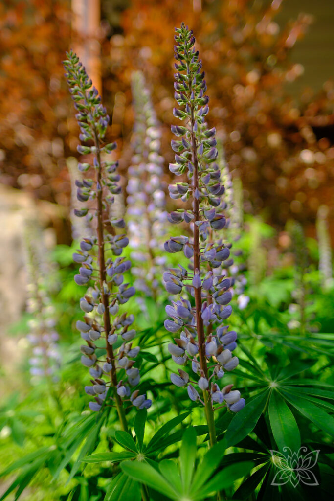 Lupinen