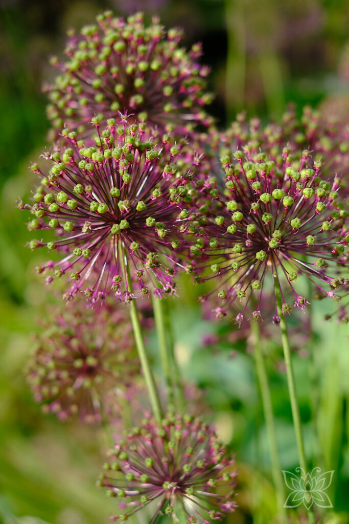 Kugelförmige Blumen