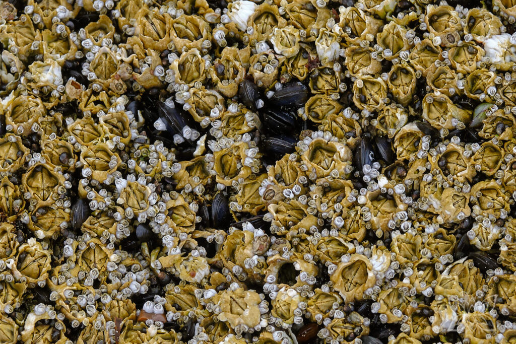 Muscheln und Seepocken auf einem Fels im Detail