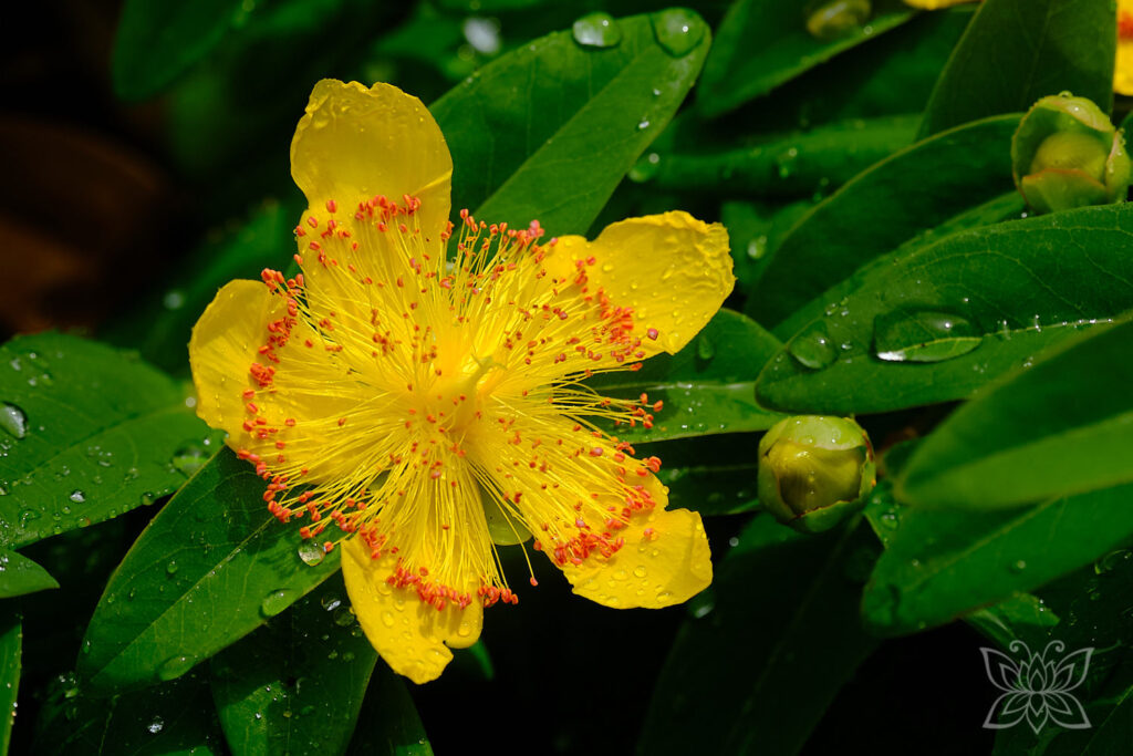 Gelbe Blüte mit orangenen Details im Morgentau