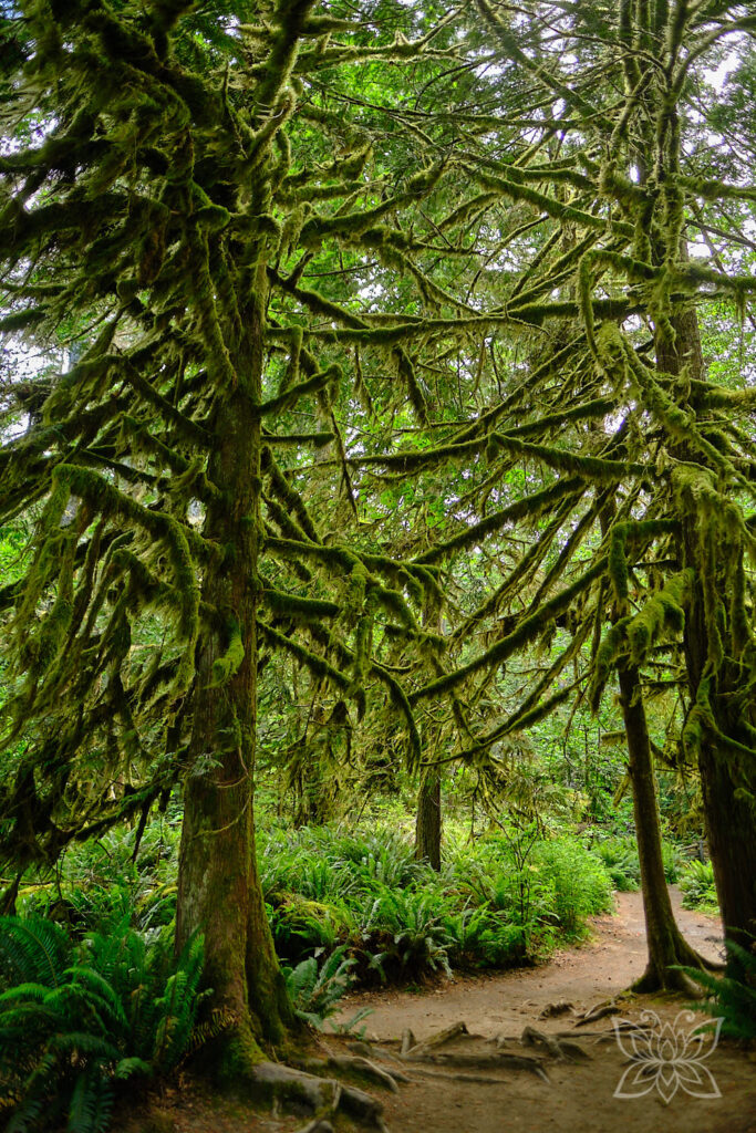 Moosbehangene Bäume im Cedar Grove