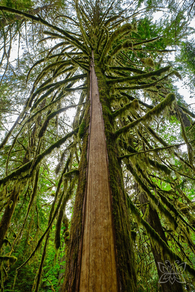Moosbewachsene Zeder, deren Rinde von den Indigenen genutzt wurde (Cultural Modified Tree)