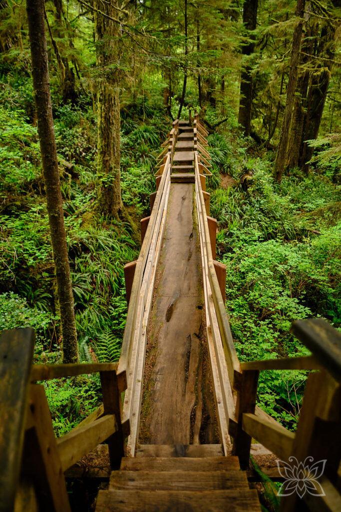 Holzbohlenpfad auf dem Rainforest Trail