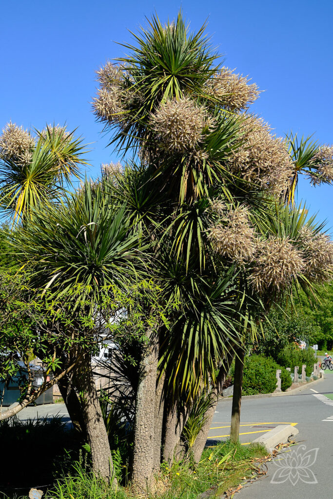 Stechpalme mit weißen Blüten
