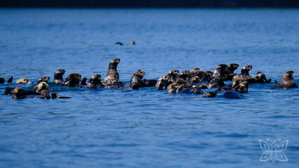 Gruppe von Seeottern im Wasser