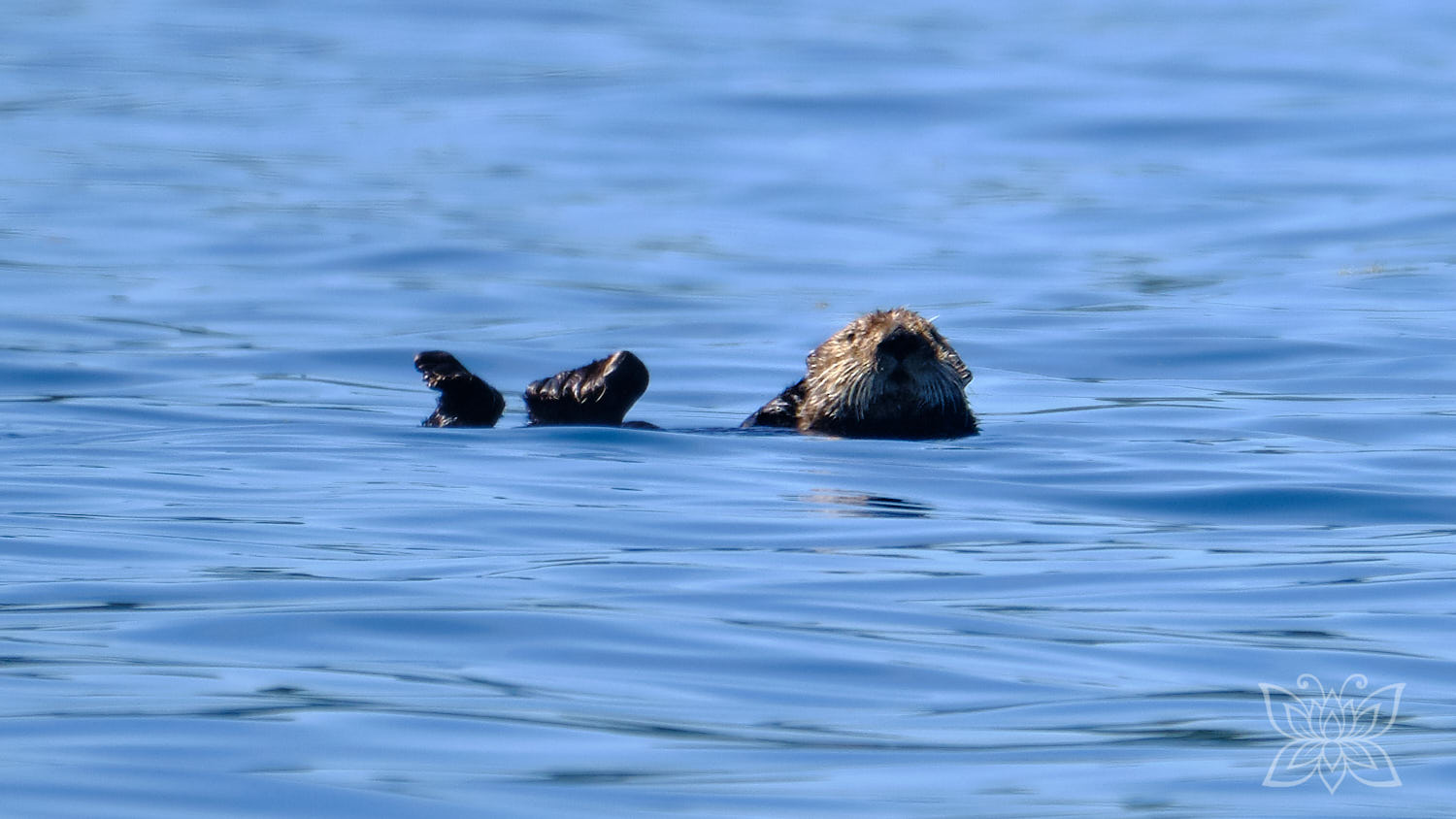Auf dem Rücken schwimmender Seeotter