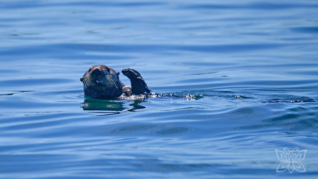 Winkender Seeotter in der Bucht von Tofino
