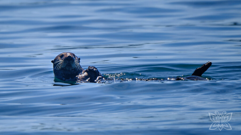 Auf dem Rücken schwimmender Seeotter