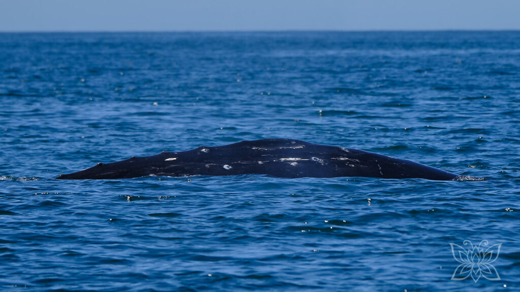 Rücken eines Grauwals zeigt sich an der Meeresoberfläche in der Bucht von Tofino
