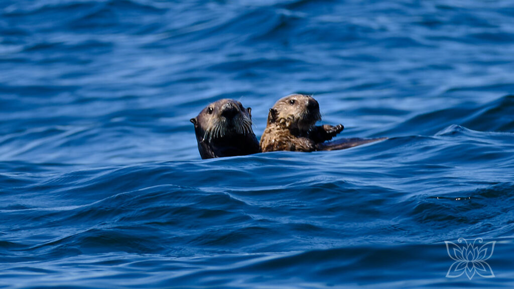 Seeottermama mit Kind in der Bucht von Tofino