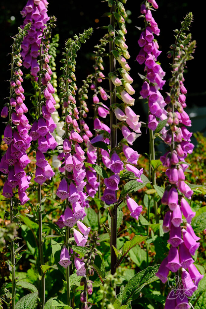 Blüten von Rotem Fingerhut in einer Gruppe