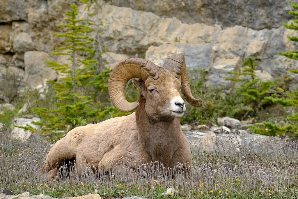 Dickhornschaf aus der Nähe vor einer Felswand ruhend