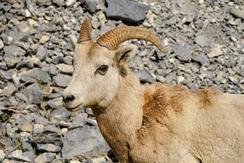 Dickhornschaf im Portrait