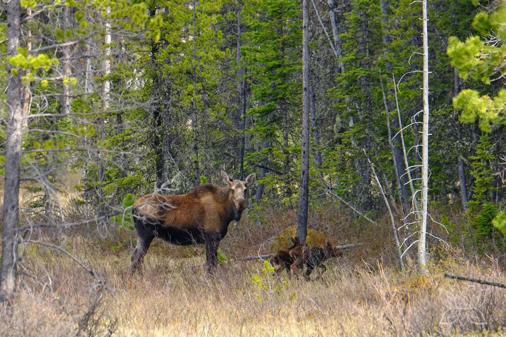 Elchkuh mit zwei Kälbern im Wald