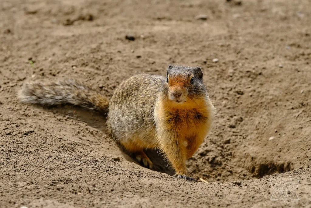 Erdhörnchen vor seinem Bau