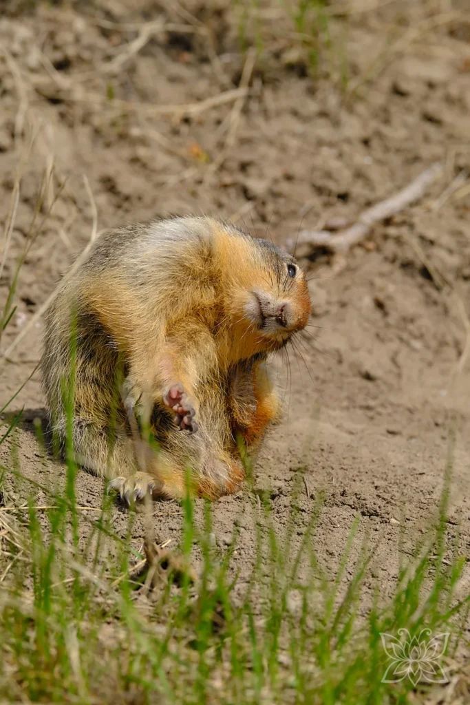 Erdhörnchen kratzt sich am Ohr