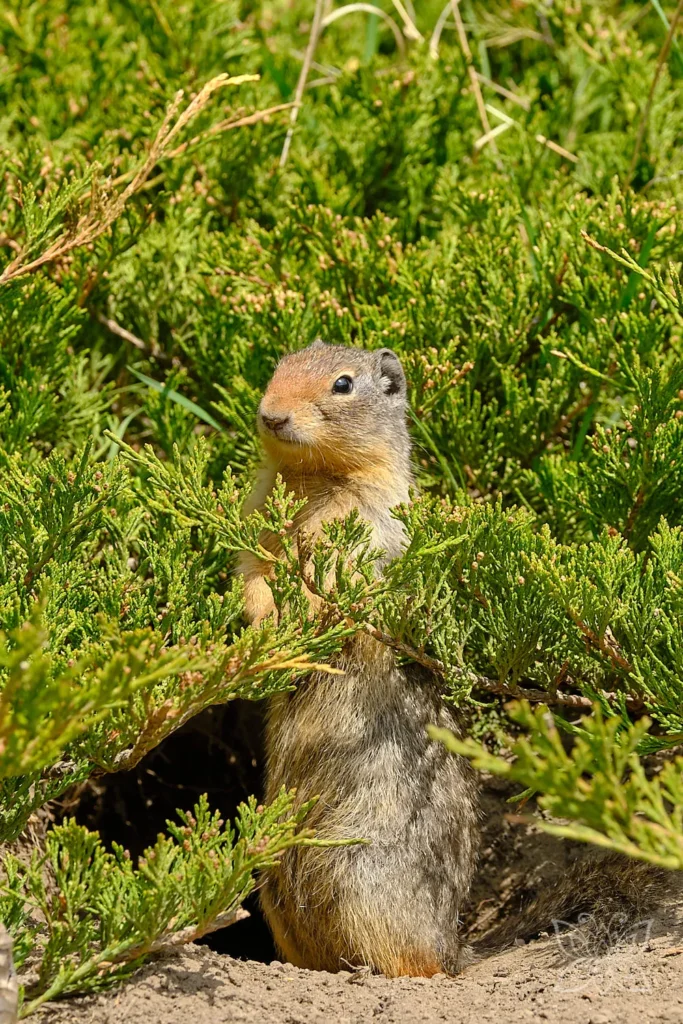 Erdhörnchen macht Männchen
