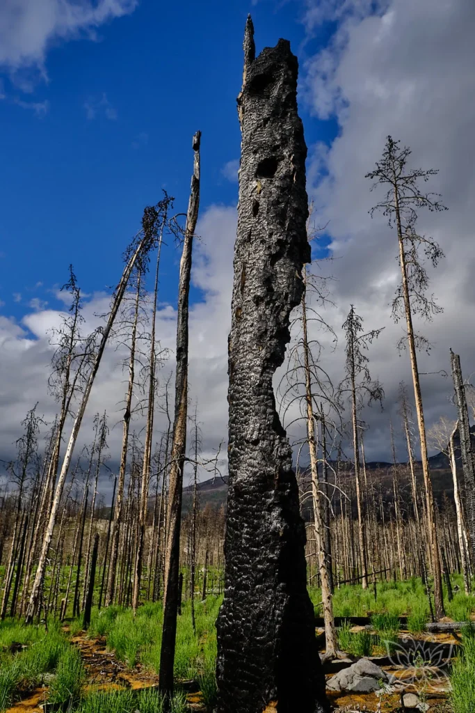 Schwarz verbrannter Baumrest vor verbranntem Birkenwald