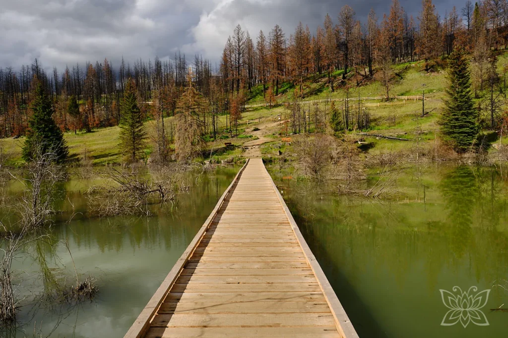 Holzbrücke über einen grünlichen See