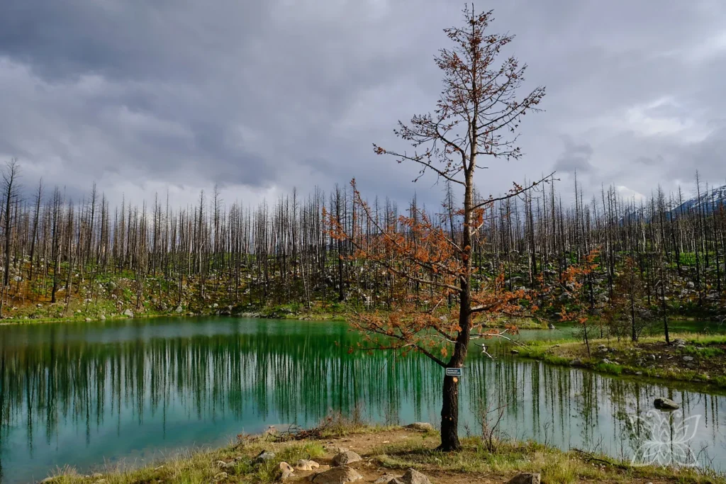 Baum mit rostrotem Laub vor einem petrolfarbenen See auf dem Five Lakes Trail