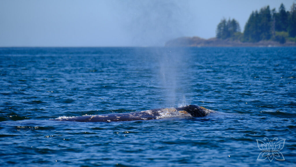 Grauwal mit Blas in der Bucht von Tofino
