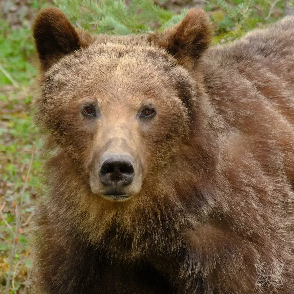 Grizzly Mutter im Kananaskis Provincial Park im Westen Kanadas