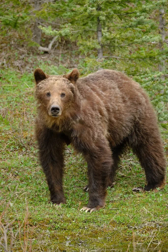 Grizzly Mutter im Kananaskis Provincial Park im Westen Kanadas