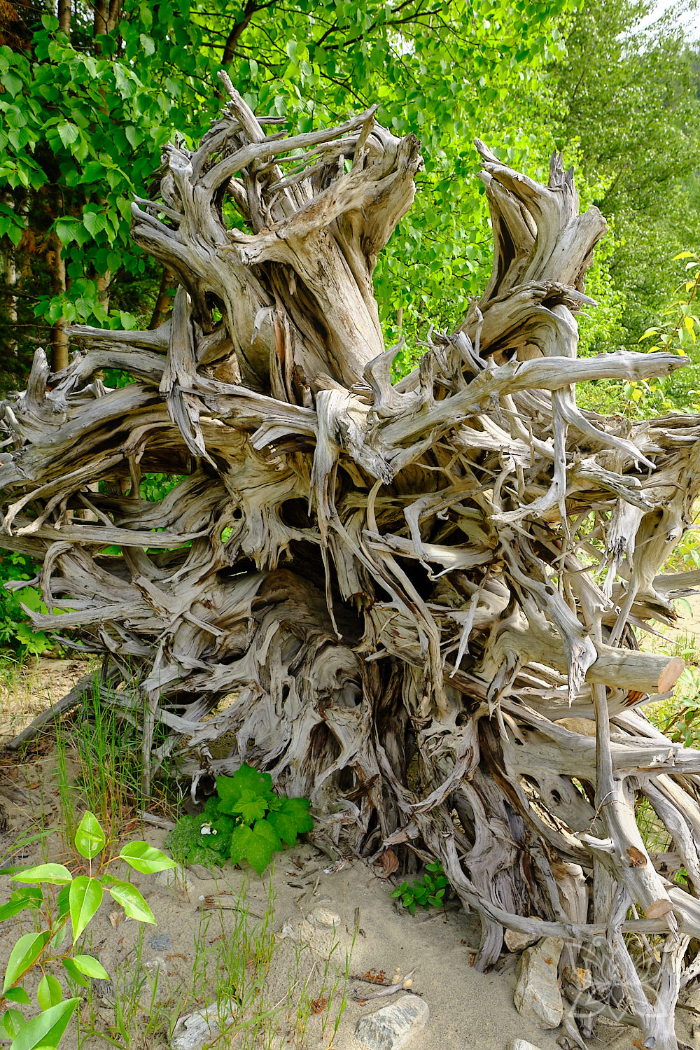Große Baumwurzel von unten