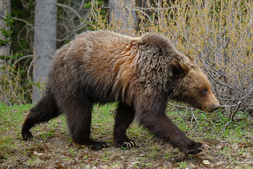 Junger Grizzly im Kananaskis Provincial Park im Westen Kanadas