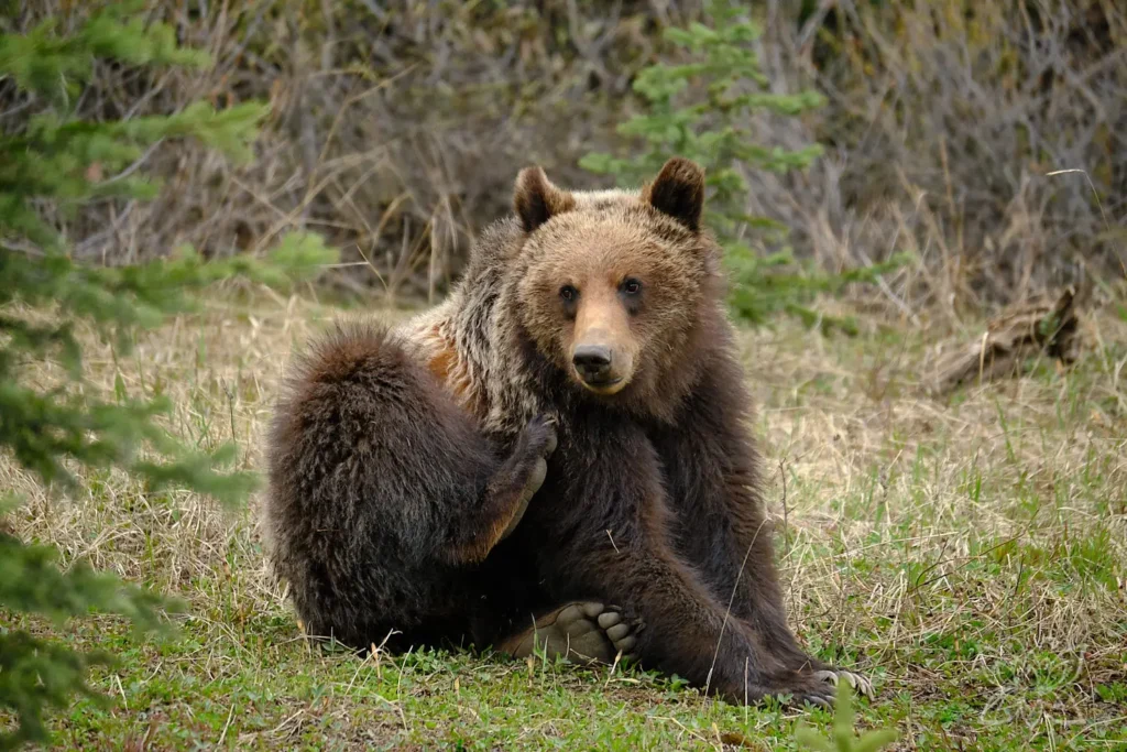 Junger Grizzly im Kananaskis Provincial Park im Westen Kanadas