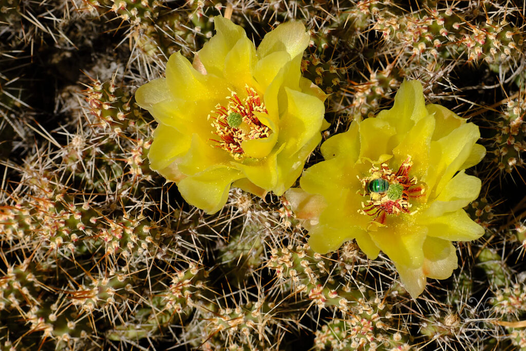 gelbe Kaktusblüten