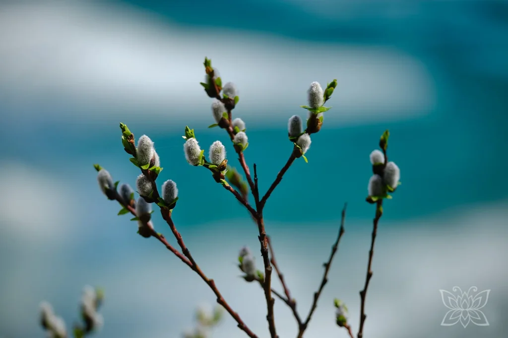 Knospen