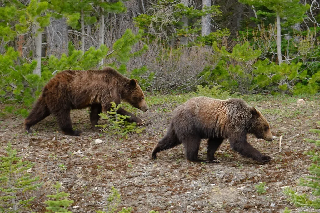 Grizzly Mutter und Junges im Kananaskis Provincial Park im Westen Kanadas
