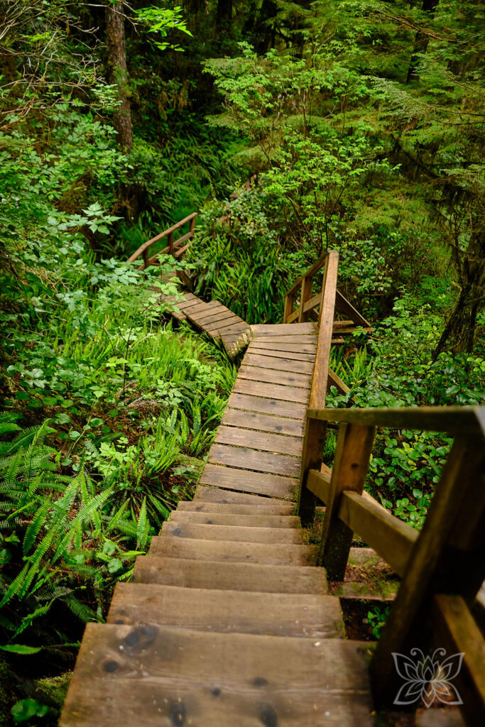 Holzbohlenpfad auf dem Rainforest Trail