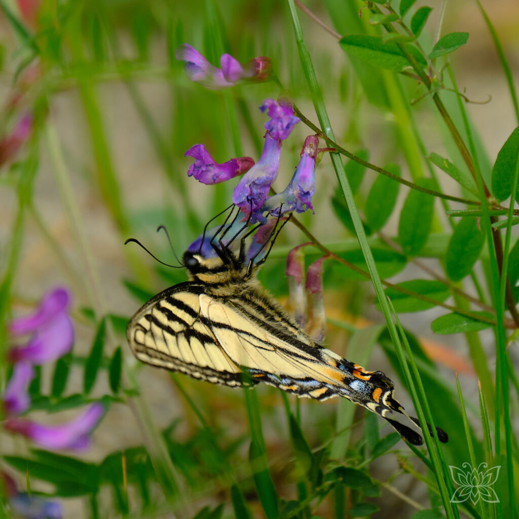 Schmetterling an einer lila Blüte als Symbol der Transformation, Fülle und Leichtigkeit in meinem Coaching und meiner Energiearbeit