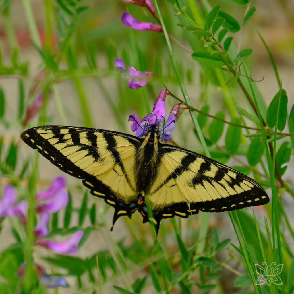 Schmetterling an einer lila Blüte als Symbol der Transformation, Fülle und Leichtigkeit in meinem Coaching und meiner Energiearbeit