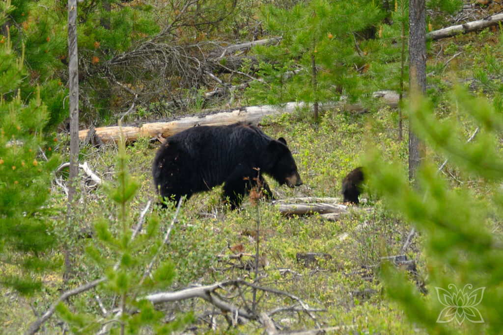 Schwarzbär im Wald