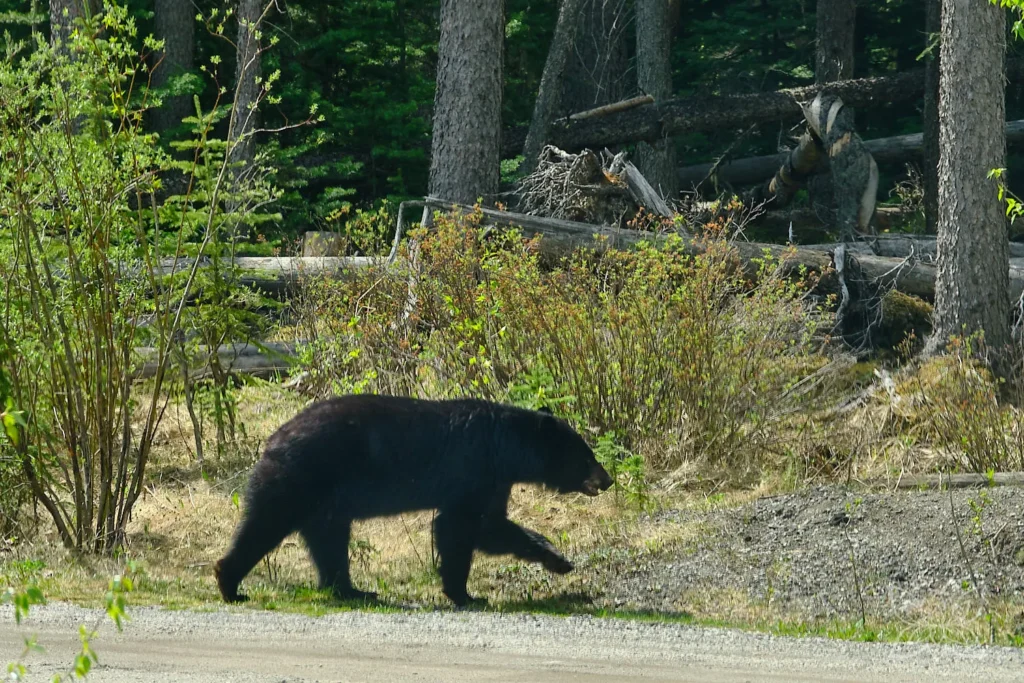 Schwarzbär im Banff Nationalpark Kanada
