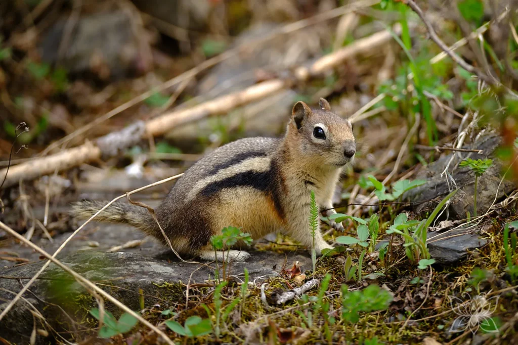 Streifenhörnchen