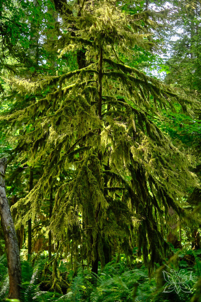 Tanne mit Spanish Moss behangen