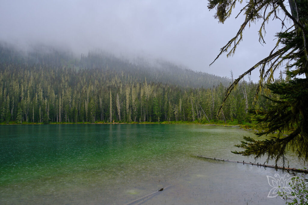 Grüner See mit nebelverhangenen, tannenbestandenen Bergen