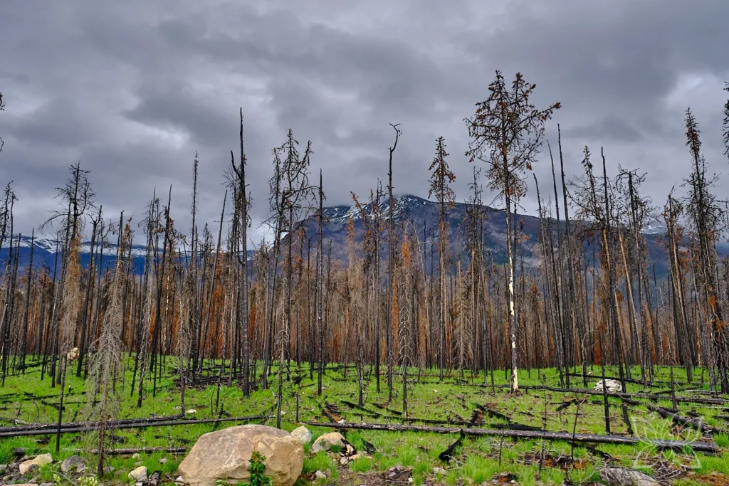 Verbrannter Wald mit Bergkulisse im Jasper Nationalpark