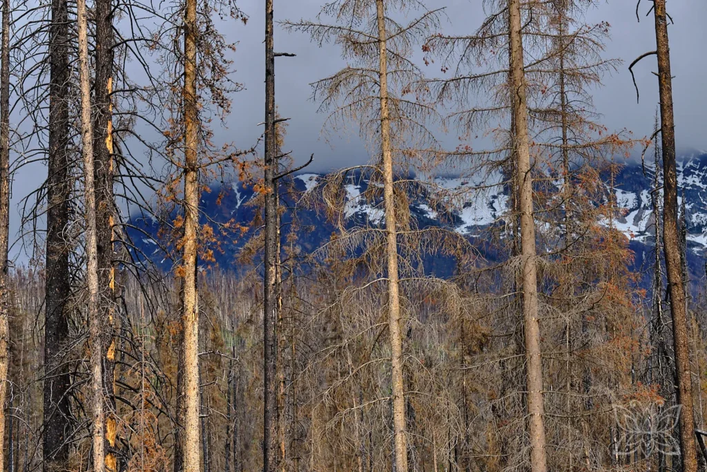Verbrannter Wald im Jasper Nationalpark
