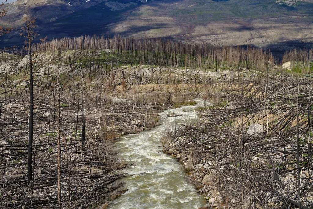 Verbrannter Wald mit Flusslauf dazwischen im Jasper Nationalpark