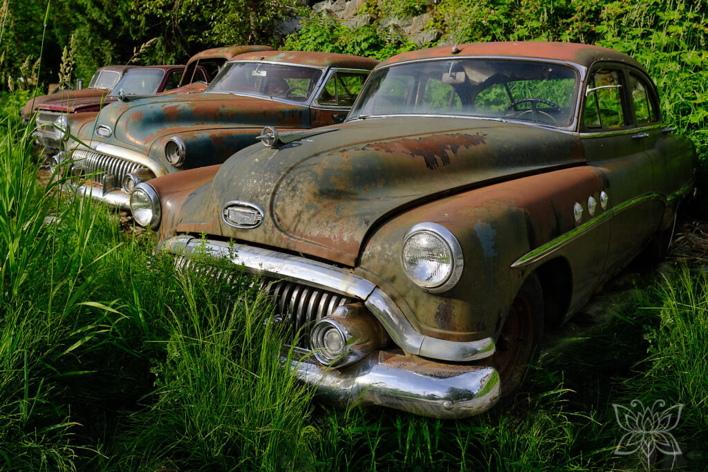 Eine Reihe verrosteter Oldtimer zwischen Gras und Büschen