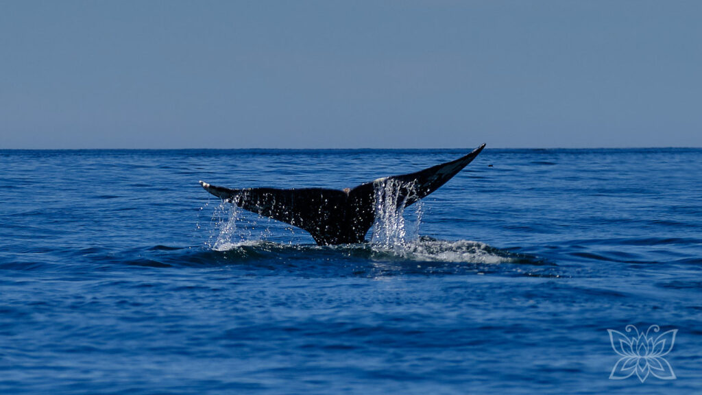 Walfluke eines Grauwals im Pazifik bei Tofino