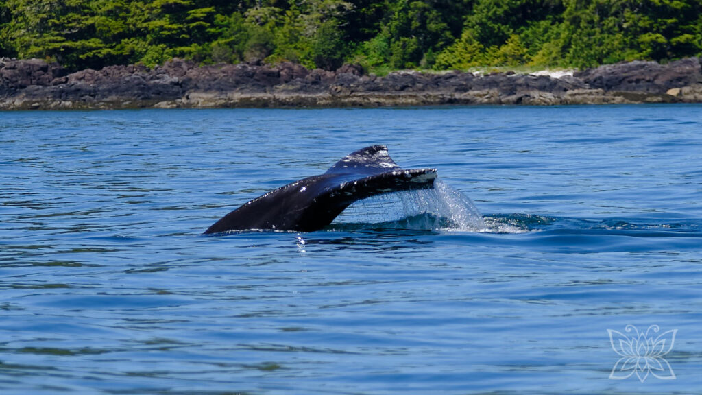 Walfluke in der Bucht bei Tofino