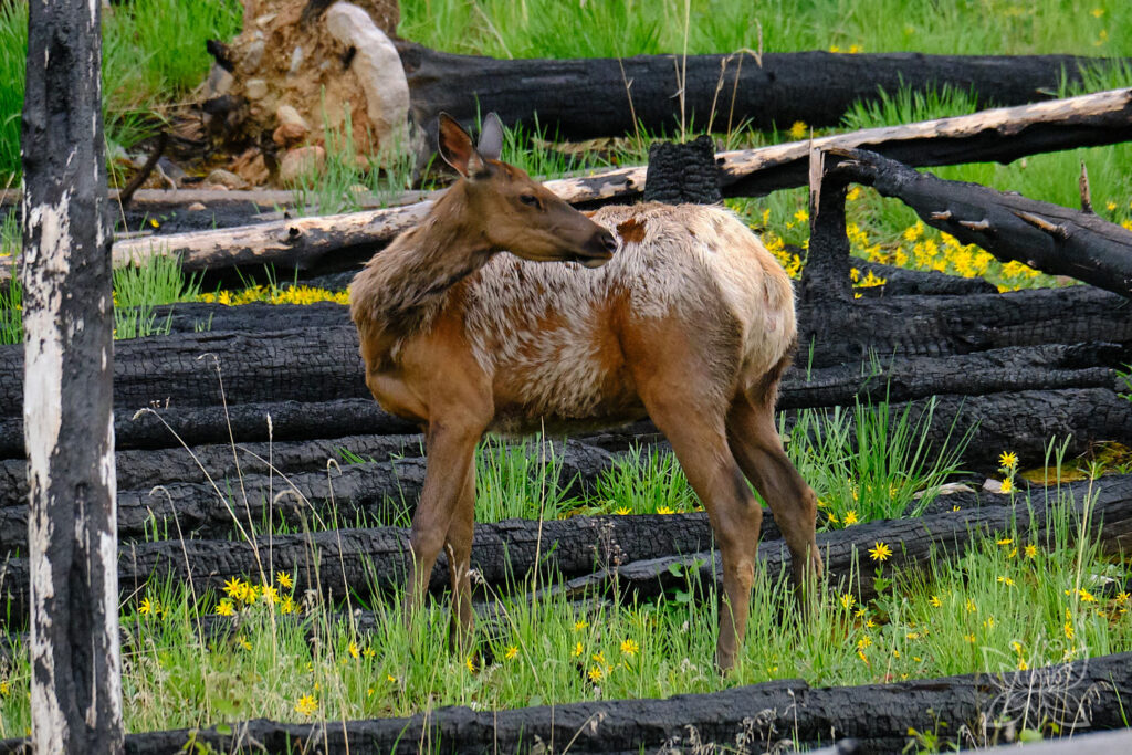 Wapiti-Hirsch im Jasper Nationalpark zwischen verbrannten Bäumen