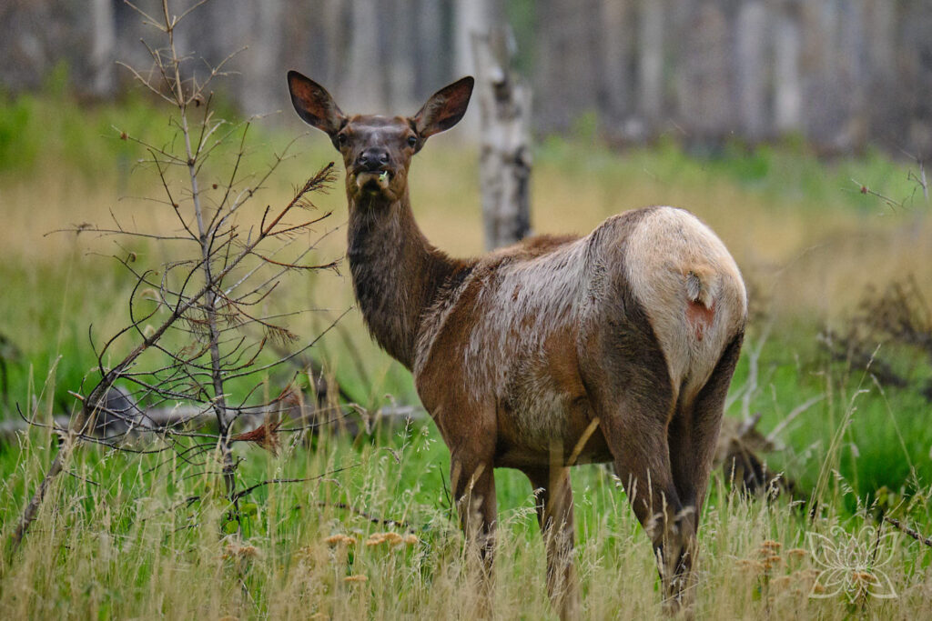 Wapiti-Hirsch im Jasper Nationalpark auf dem Campingplatz